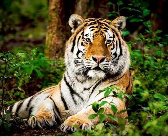 tiger wild animal in hindi