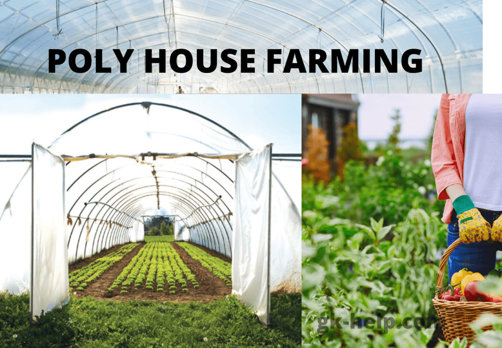 poly house farming bin hindi
