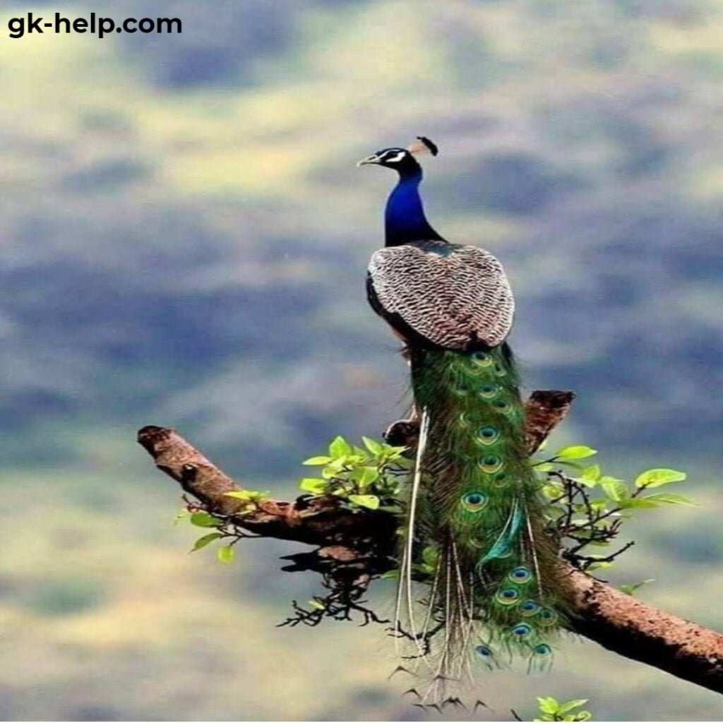 national bird of india