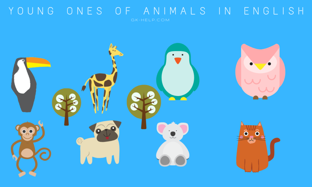 Young ones of Animals in English