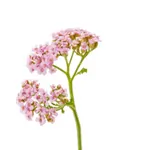 Achillea Millefolium