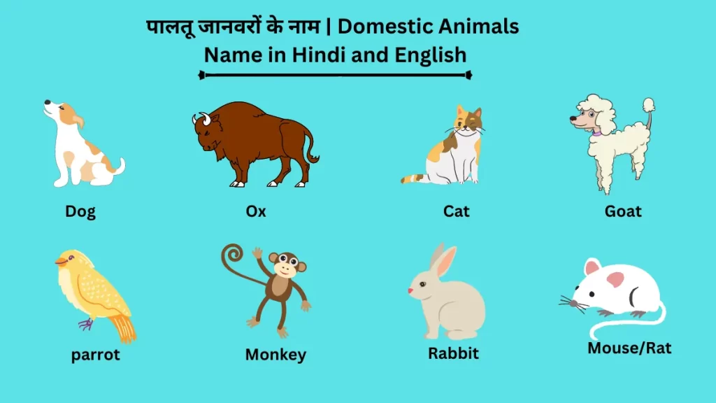 Domestic Animals Name
