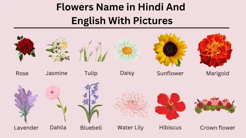 Flowers Name in Hindi And English With Pictures