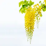 Golden Shower Flower