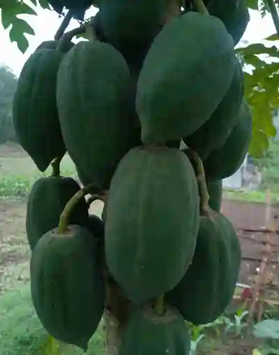 Raw papaya