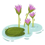 Water Lily min 1