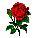 rose min 1