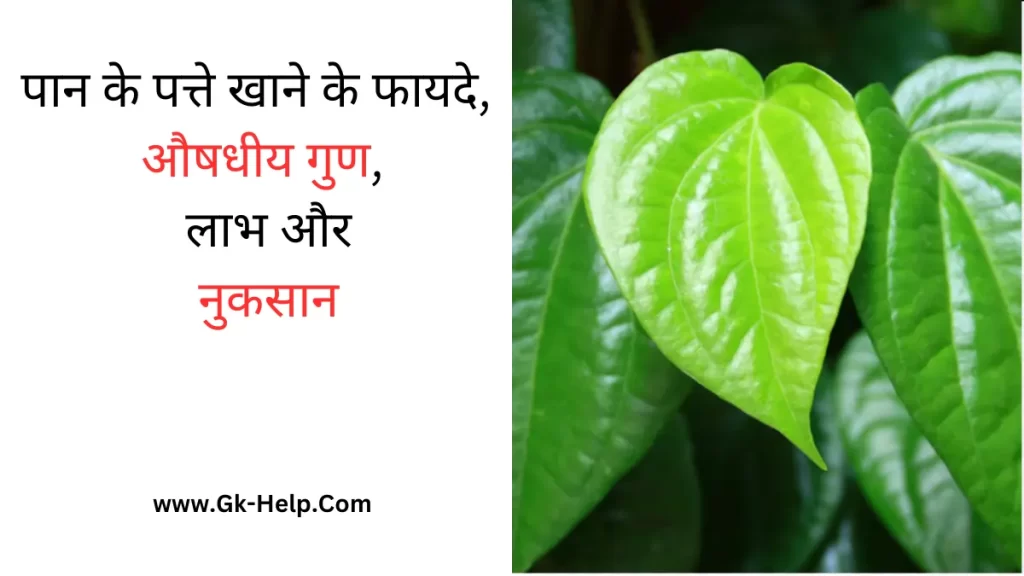 Betel Leaf Benefits and Side Effects in Hindi