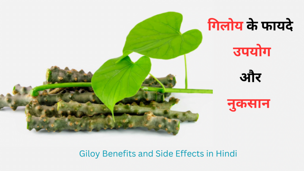 Giloy Benefits and Side Effects in Hindi